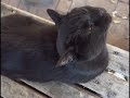 PICT0186.MOV　 ミニー♪の弱点♪
