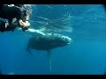 humpback calf with kentaro 2007  www wildoceanadventures com