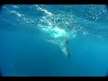 humpback calf with kentaro 2007  www wildoceanadventures com