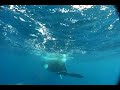humpback calf with kentaro 2007  www wildoceanadventures com