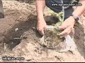Producción de MORA para exportación - Parte 1