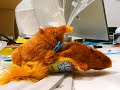 PornoRobots