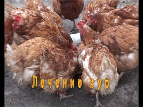 как отучить курицу если курица села на гнездо как отучить курицу если курица села на гнездо