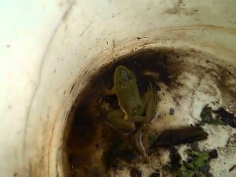 0 photo 0 Five legged Frog Saved from Chinese Cooking Pot picture