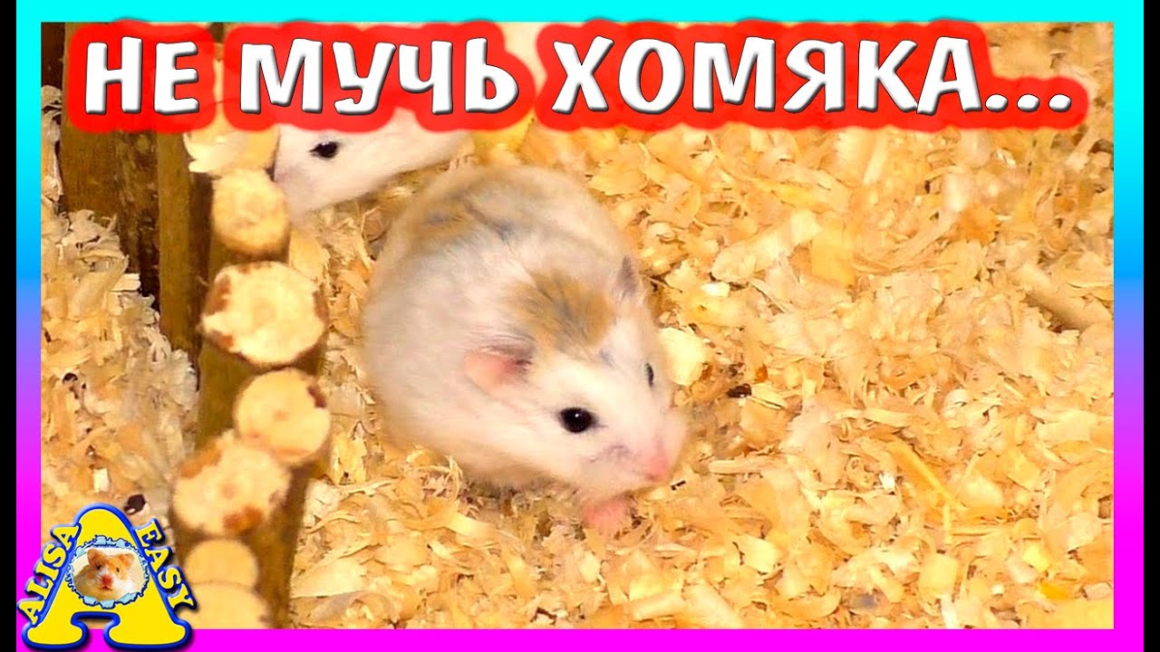 КАК ПОМОЧЬ ХОМЯКУ? / КАКОЙ НАПОЛНИТЕЛЬ НУЖЕН ХОМЯКУ / ОБЗОР ДЛЯ ХОМКИ / Alisa Easy Pets