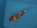 Tategoi-koi nishigoi stock 200047 Tategoi-koi nishigoi stock 200047