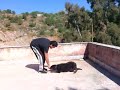 Rottweiler Addestrato striscia ! !