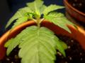 TOPPING MARIJUANA PLANT