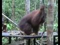 Orang Utan at Kalimantan Tengah Orang Utan at Kalimantan Tengah