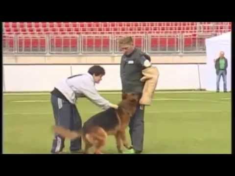 YouTube Трейлер