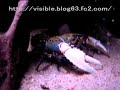Euastacus armatus?Crayfish?