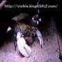 Euastacus armatus（Crayfish）