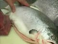 Escolhendo o Peixe