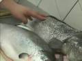 Escolhendo o Peixe