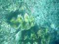 PALAU 帛琉 (Xvid 高品質版)