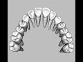 AnatoModel: X-Ray Volume and Digital Model preview