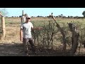 Pruning Acacia nilotica for a Live Fence