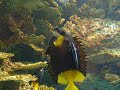 Georgia Aquarium - Crazy Fish!
