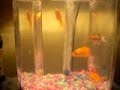 Fish Swimming