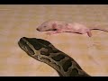 African Rock Python v 2nd Rat