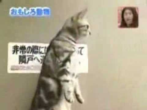 Japanese Standing Cats photo Japanese Standing Cats picture