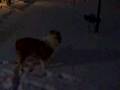 Skywalker loves the snow