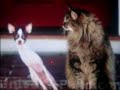 chats-qui-parle.html
