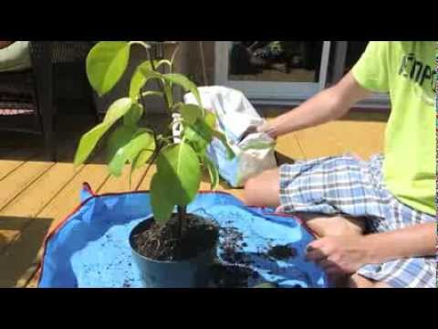 how to transplant ficus tree