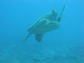 Giant Turtle Giant Turtle