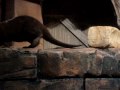 CUTE Otters at Georgia Aquarium