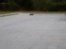 R/C car crusin @