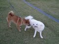 早朝の公園で～可愛いわんちゃんの姿～♪