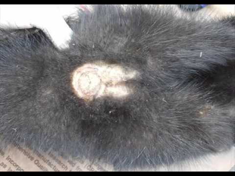 how to collect skunk essence
