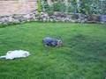 Schnauzer blanco y Yorkshire terrier