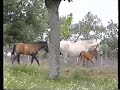 Carreros 2/3 Ganaderia