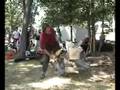 videos de Terrill F/A geardrive chainsaw