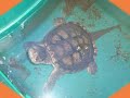 Herpetology 1