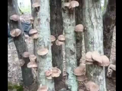 how to grow shiitake mushrooms