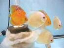 Blue Diamond 3\", Snake Skin Red Spot 3\"