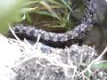 Watersnake Eating a Fish