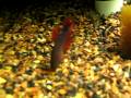videos de bettas