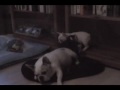 French Bulldog Puppy Family Playtime