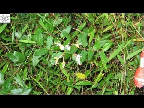 how to control japanese honeysuckle