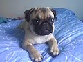 carlino NANA