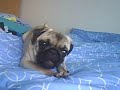 carlino NANA