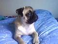 Pug video