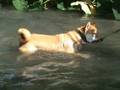 videos de Hill Country Shiba Inu Meetup 10/4/08 - Swimming Shibas