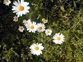 Sommaren �r kort
