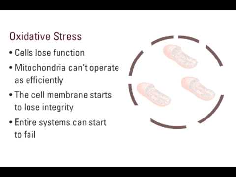 Effects of Oxidative Stress