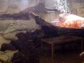 Oscar Cichlids
